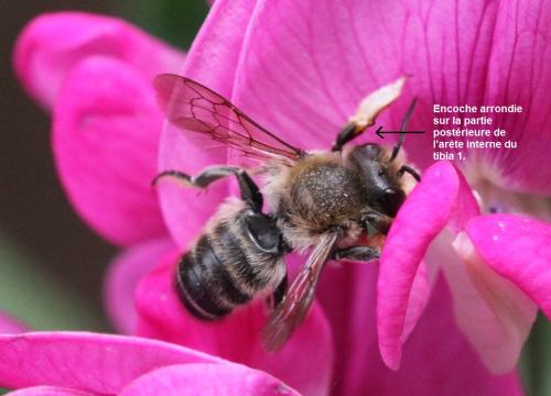 Megachile willughbiella